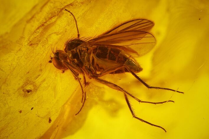 Fossil Fly (Diptera) and Coprolite in Baltic Amber #166228